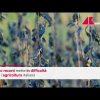 Caldo record taglia produzione ortofrutta