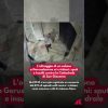 Gerusalemme, oltraggio di un colono ai cristiani: sputi e insulti contro la Cattedrale di S. Giacomo