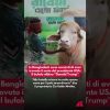 Il sosia di Trump in Bangladesh: un bufalo albino capellone