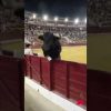 Paura in Spagna, il toro salta la recinzione e finisce tra il pubblico durante la corrida