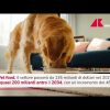 Pet food, previsto boom nel 2034: crescita 48% e 200 miliardi – Video
