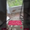 Terremoto in Venezuela, due scosse di magnitudo 7.2 e 7.5 devastano Caracas