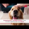 Tracciabilità di cani e gatti, via libera Consiglio europeo a nuove misure