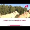 Un italiano su tre vive con un animale da compagnia