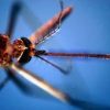 West Nile, seconda vittima nel Lazio: era ricoverato allo Spallanzani