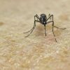 Chikungunya, vaccino in Italia dal 30 ottobre