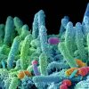 “Super batteri nuova pandemia”, appello microbiologi: fondi certi in Manovra e politiche ambientali﻿