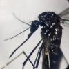 Dengue, un caso in provincia di Como: “Piano di disinfestazione, no prodotti dell’orto”