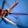 West Nile, morta a Fondi 82enne: era stata ricoverata per febbre e stato confusionale