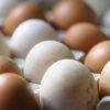 Epidemia di salmonella nel Regno Unito, 1 morto e oltre 200 casi: “Colpa delle uova importate”