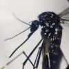 Dengue, in Italia quasi 700 casi in 2024. Torna allarme zanzare, Bassetti: “Momento di agire”