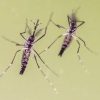 Estate, anche in viaggio le zanzare fanno paura, boom richieste su West Nile e Dengue