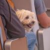 Animali in cabina sugli aerei, ‘preoccupazione’ da Federasma e allergie