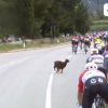 Giro d’Italia, una capra taglia la strada al gruppo – Video