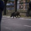 Isola d’Elba, cinghiale attraversa la strada all’improvviso: motociclista muore nello scontro