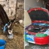 Napoli-Cagliari, l”asino azzurro’ e l’auto tricolore: i sequestri verso lo scudetto