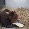 Orsetta marsicana salvata nel Parco nazionale comincia a mangiare da sola – Video