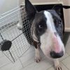 Reati contro gli animali, ecco la nuova legge in 15 articoli