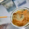 UnInsubria, scoperto nuovo antibiotico contro superbatteri