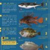 “Attenti a quei 4!”: la campagna per monitorare le specie aliene invasive nei mari italiani