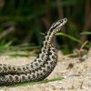 Morso di vipera, cosa fare? “Calma primo antidoto per non diffondere il veleno”