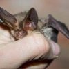 Pipistrello africano tra i vicoli di Lampedusa, scoperta nuova specie in Europa