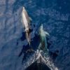 A delfini status legale esseri umani per difenderli meglio, la campagna in Corea del Sud