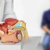 Cancro prostata avanzato, Ue approva terza indicazione per darolutamide