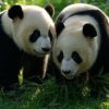 Corea del Sud, compiono 2 anni le prime due gemelle di panda giganti