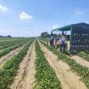 Ferrara, donna muore schiacciata dal trattore in azienda agricola
