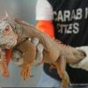 Iguana di origine sospetta in casa, confisca e multa da 40mla euro