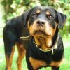 Pisa, donna morsa al volto dal rottweiler di famiglia
