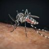 Sos Dengue e Chikungunya, aumentano i casi autoctoni: la mappa del rischio in Italia