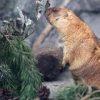 Troppo caldo in Svizzera, le marmotte traslocano più in alto (ma non troppo)