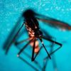 West Nile, altri due casi sospetti a Latina: verifiche in corso