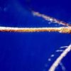 West Nile, casi nel Lazio “solo la punta dell’iceberg”: oggi vertice degli infettivologi