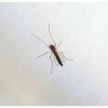West Nile, saliti a 9 i morti in Italia. Bassetti: “Non intasare i pronto soccorso”