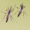 Chikungunya, cosa stiamo sbagliando? “Zanzare avanzano e servono più dati”