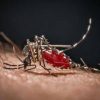 Chikungunya, primo caso autoctono in Veneto: contagiata 64enne