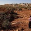 Cisgiordania, bulldozer israeliani sradicano centinaia di olivi