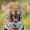 Dalle zebre di Orbán ai leopardi per Trump: leader mondiali e bizzarri zoo privati