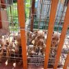 In gabbia sotto il sole, a Lecco salvati 10 cuccioli di pitbull amstaff