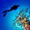 Pesce scorpione su coste italiane: “Pungersi può essere molto doloroso”
