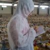 Pollo allevato sano e senza antibiotici, primi risultati sperimentazione italiana ‘In Ovo’