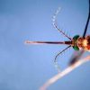West Nile, il bollettino Iss: “27 morti e a 430 i casi da inizio anno”