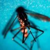 West Nile, prima vittima in Veneto: morta donna di 81 anni