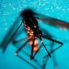 West Nile, primo caso autoctono in Toscana: febbre, malessere ed eruzione cutanea