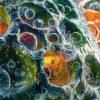 Malattie rare, verso terapie mirate grazie all’analisi in 3D dei lisosomi