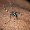 West Nile, Bassetti: “Non è finita, avremo casi fino a ottobre”