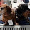 Cani nella stiva dell’aereo? Per la Corte Ue sono come bagagli: la sentenza